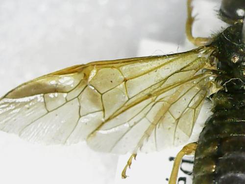 Abia nitens